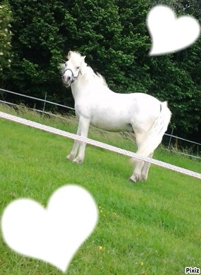 Y Love Equitation Fotomontaggio