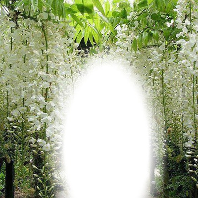 white flower Photo frame effect