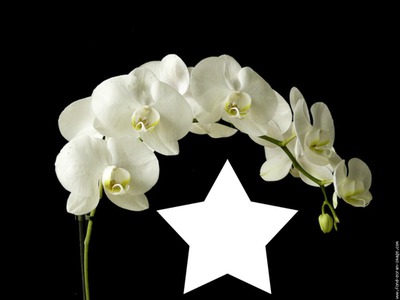 orchidée b Fotomontaggio