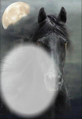 cheval noir Fotomontasje