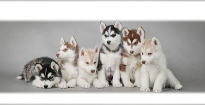 six bébés husky Montaje fotografico