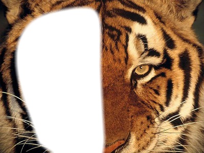 Semis-visage de tigre Fotómontázs