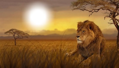 Lion Фотомонтаж