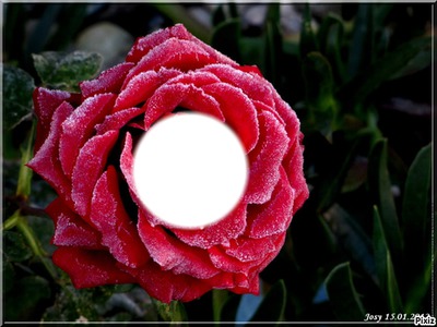 ma petite rose Photomontage