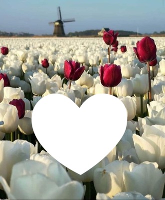 Ma belle tulipe Fotomontaggio