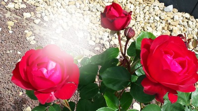 rose rouge Fotomontasje