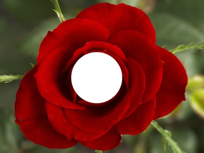La rose rouge Fotomontage