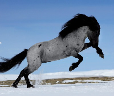 cheval fou Фотомонтажа