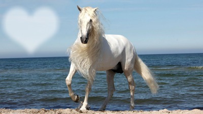 beautiful horse Montage photo