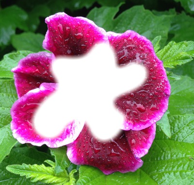purple flower Photo frame effect