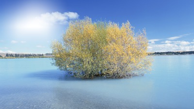 Nature arbre aquatique Montaje fotografico