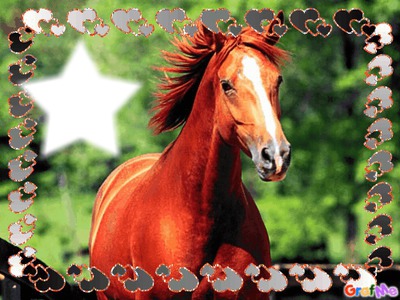cheval magnifique Fotomontagem