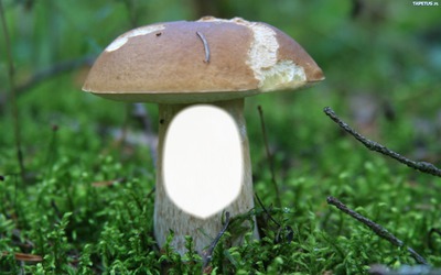 mushroom フォトモンタージュ