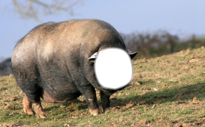 cochon margaux Fotomontage