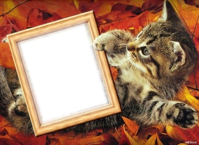Cadre automne avec un chat Montaje fotografico