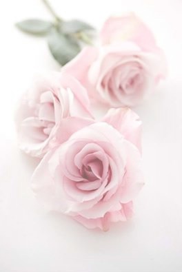 roses Фотомонтаж