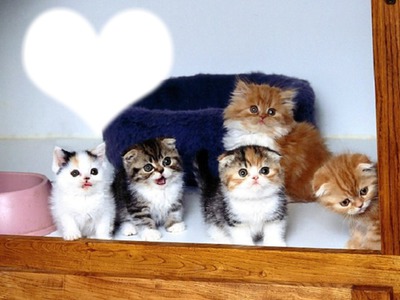 *Famille chatons* Fotomontaż