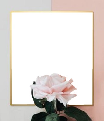 rosa rosada. Fotomontage