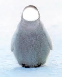pingouin Photo frame effect