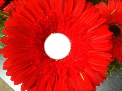 fleur rouge Photo frame effect