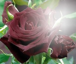 Rosa bonita Fotomontagem