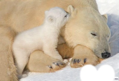 kutup ayısı Fotoğraf editörü