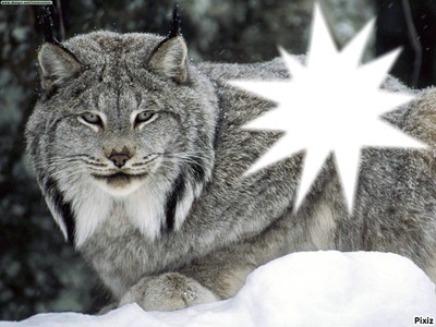Lynx Fotomontaż