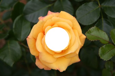 Rose jaune フォトモンタージュ