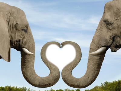 elephant love Photomontage