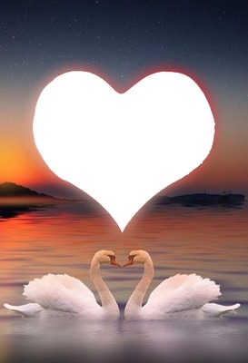 cisnes enamorados. Photo frame effect