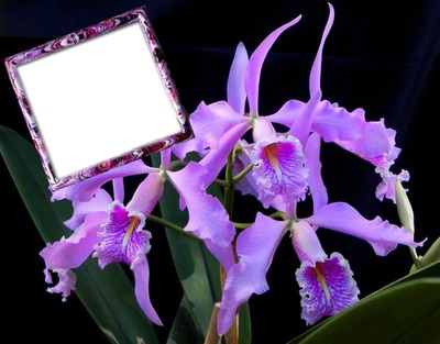 cadre orchidées Фотомонтажа
