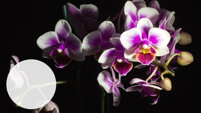 ORCHIDEES Fotomontaža