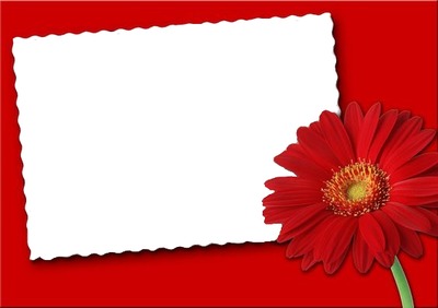 marco y flor roja.