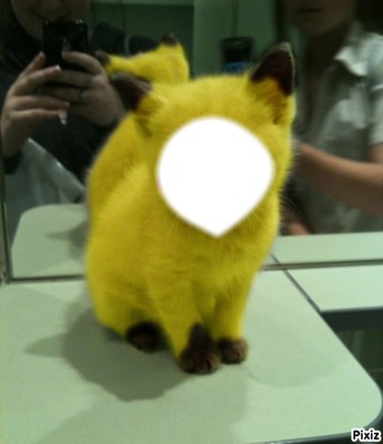 chat jaune Photo frame effect