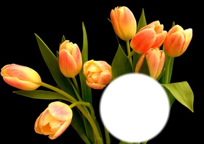 tulipes Fotomontagem
