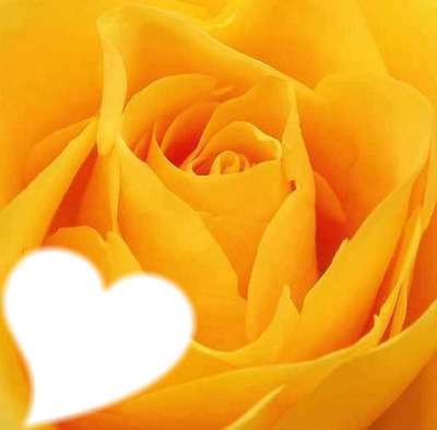 yellow rose Fotomontaggio