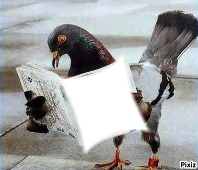 pigeons Fotomontasje