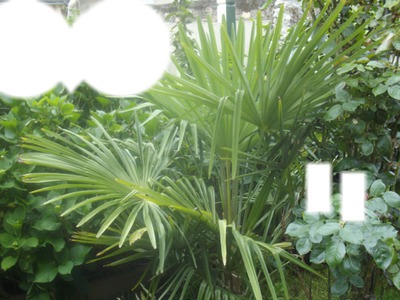 le palmier フォトモンタージュ