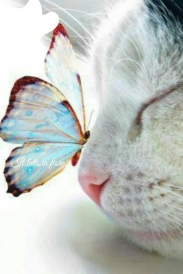 gatto con farfalla Photomontage