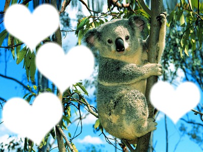 koala Фотомонтажа