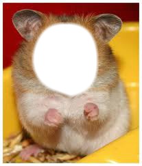 hamster xd Fotomontage