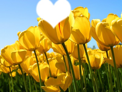 Le champs de tulipes Фотомонтажа