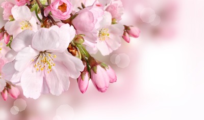 Tavaszi virág Fotomontáž