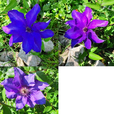 Clematis Photo frame effect