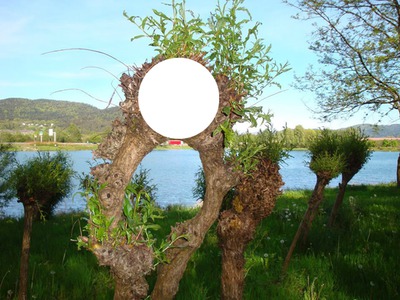 arbre Fotomontaggio