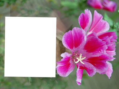 fiore rosy Photo frame effect