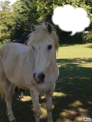 cheval humbot Photomontage