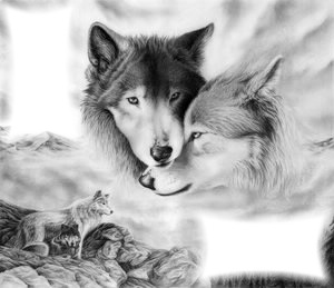 l'amour d'un loup Photomontage