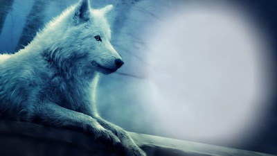 волк Фотомонтаж