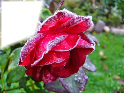 Rose rouge Фотомонтажа